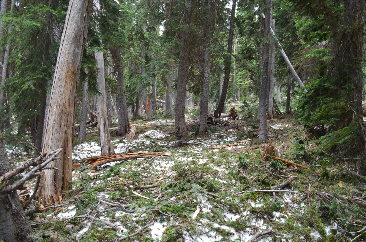 Upper Entiat River Valley where the trail was coverd in snow and tree limbs knocked off by the winter storms.