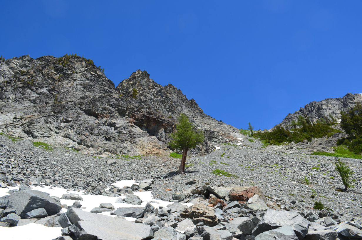 A lone tree in a field of rocks.