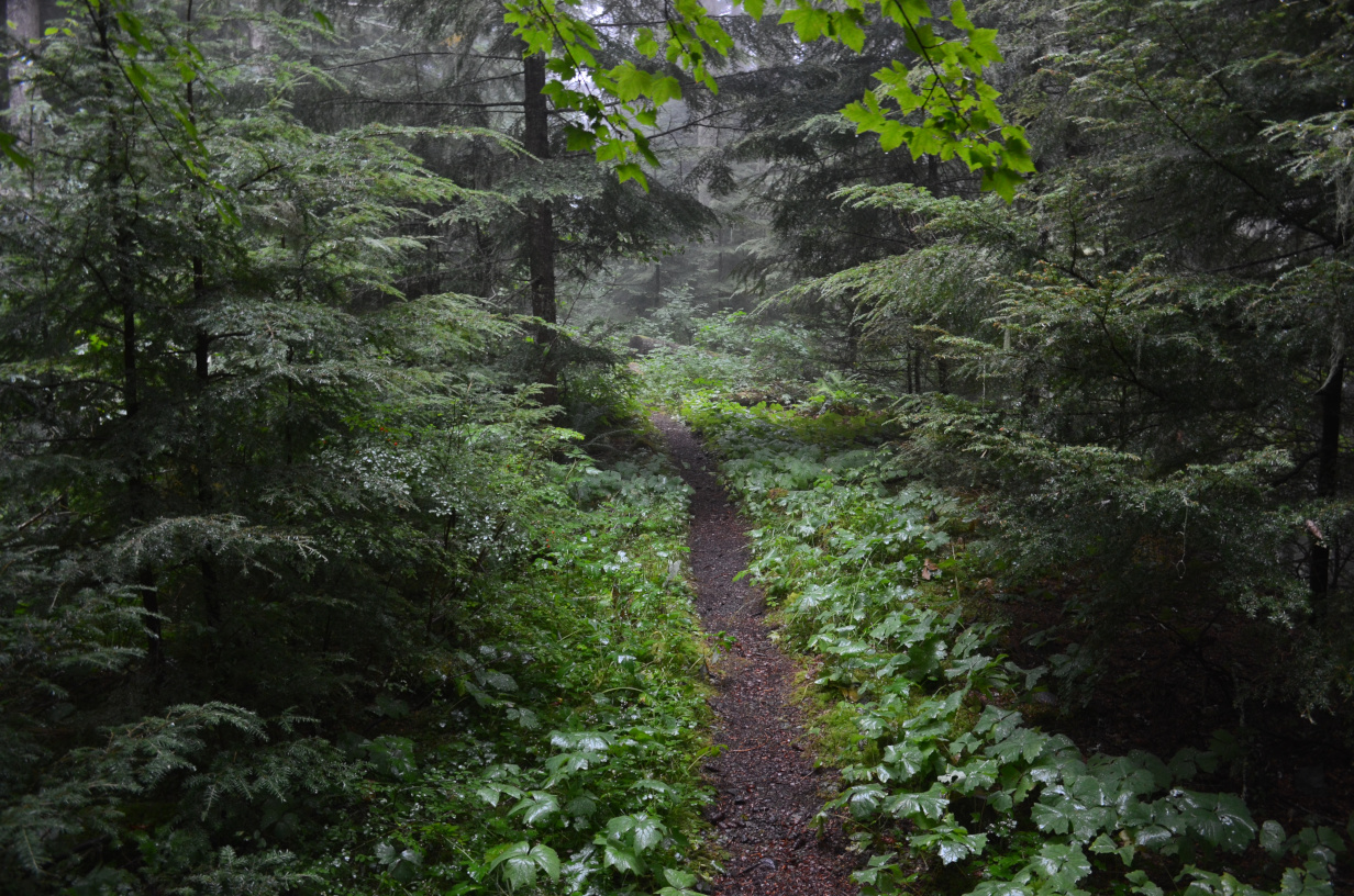 Typical damp trail in North Puyallup area.